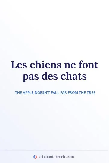 aesthetic french quote chiens font pas des chats